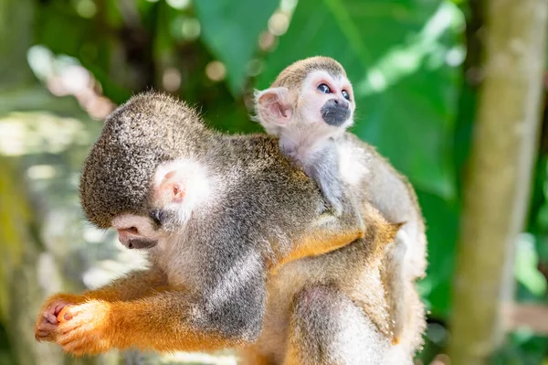 Kleines Eichhörnchen Mit Orangefarbenen Beinen Park — Stockfoto