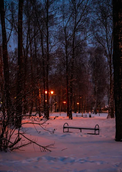 Lâmpada Brilhante Pólo Inverno Contexto Uma Árvore Coberta Uma Camada — Fotografia de Stock