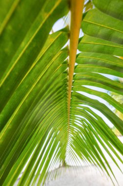 Yeşil palmiye yaprağı arka plan ile çiy damlaları