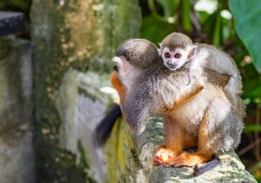 Parkta turuncu bacaklı küçük sincap maymunu