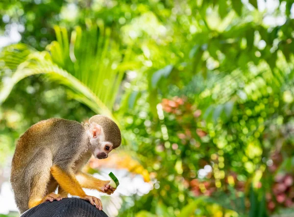 Pequeno Macaco Esquilo Com Pernas Laranja Parque Imagens Royalty-Free