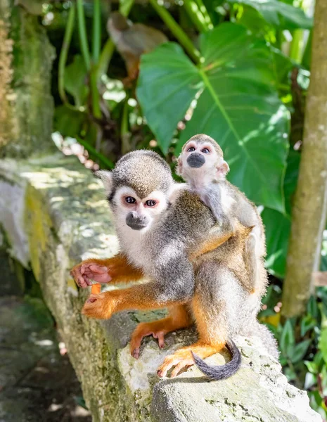 Kleines Eichhörnchen Mit Orangefarbenen Beinen Park — Stockfoto