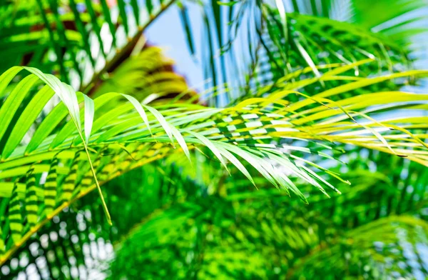 Sfondo Foglia Palma Verde Con Gocce Rugiada — Foto Stock