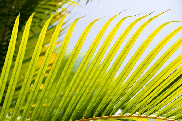 Yeşil Palmiye Yaprağı Arka Plan Ile Çiy Damlaları — Stok fotoğraf