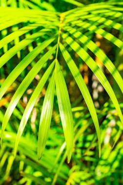 Yeşil palmiye yaprağı arka plan ile çiy damlaları