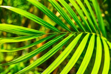 Yeşil palmiye yaprağı arka plan ile çiy damlaları