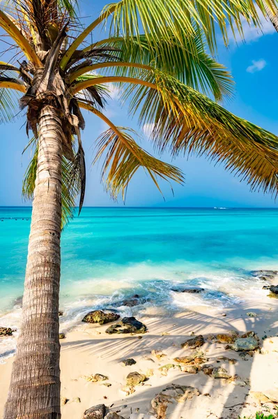 Coast Beach Caribbean Calm Water Palm Tree Dominican View — Stock Photo, Image