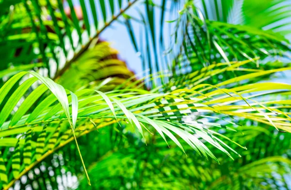 Groene Palm Blad Achtergrond Met Dauw Druppels — Stockfoto