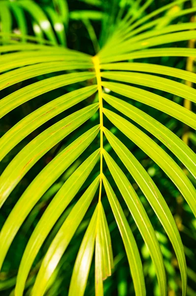 Verde Folha Palma Fundo Com Gotas Orvalho — Fotografia de Stock