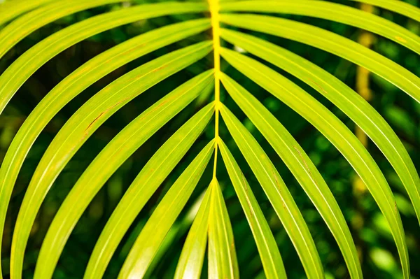 Verde Folha Palma Fundo Com Gotas Orvalho — Fotografia de Stock