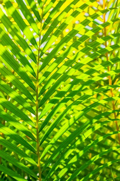 Green Palm Leaf Background Dew Drops — Stock Photo, Image