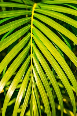 Yeşil palmiye yaprağı arka plan ile çiy damlaları