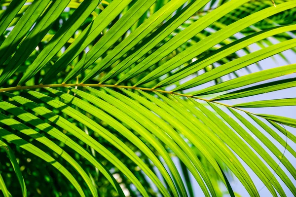 Grüne Palmblätter Hintergrund Mit Tautropfen — Stockfoto