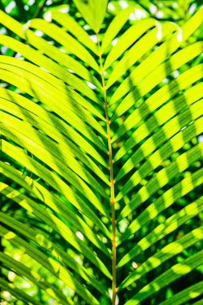 Grüne Palmblätter Hintergrund Mit Tautropfen — Stockfoto