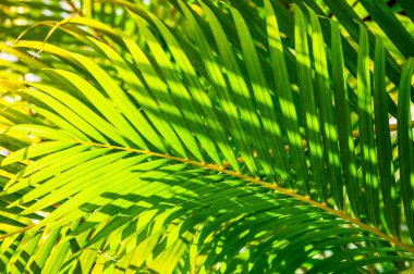 Yeşil palmiye yaprağı arka plan ile çiy damlaları