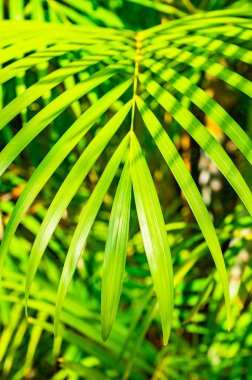 Yeşil palmiye yaprağı arka plan ile çiy damlaları