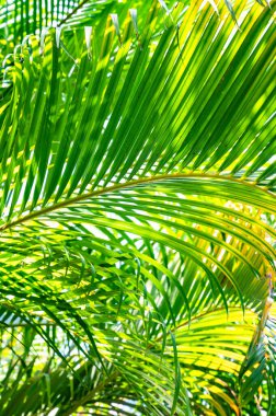 Yeşil palmiye yaprağı arka plan ile çiy damlaları