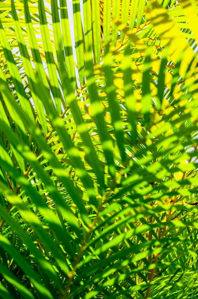 Sfondo Foglia Palma Verde Con Gocce Rugiada — Foto Stock