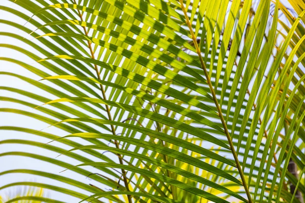 Grüne Palmblätter Hintergrund Mit Tautropfen — Stockfoto