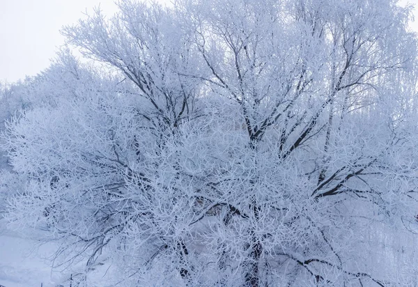 Trees Covered Thick Layer Ice — Stock Photo, Image