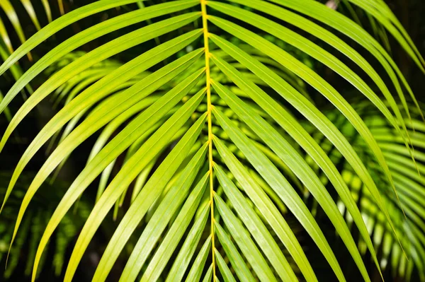 Yeşil Palmiye Yaprağı Arka Plan Ile Çiy Damlaları — Stok fotoğraf