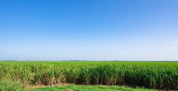Green Field Sugar Cane Plantation Dominican Republic — Stock Photo, Image