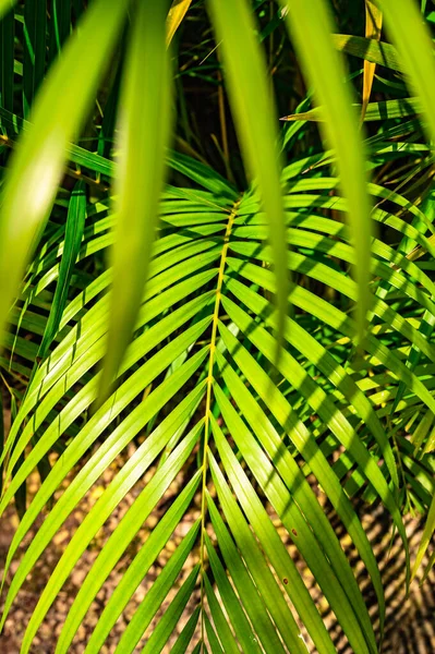 Verde Folha Palma Fundo Com Gotas Orvalho — Fotografia de Stock