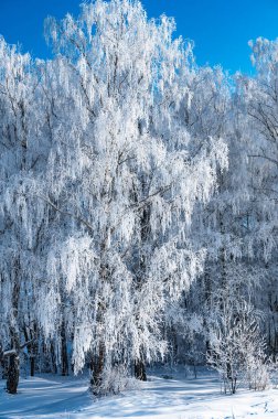 manzara karlı shore ile hala gölet değil
