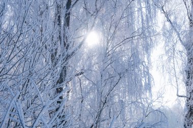 manzara karlı shore ile hala gölet değil