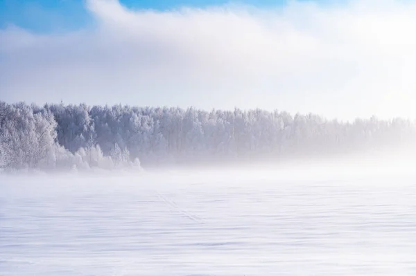 Mrazivý Zimní Strom Bříza Chraplavý Mráz Mlze Ráno — Stock fotografie