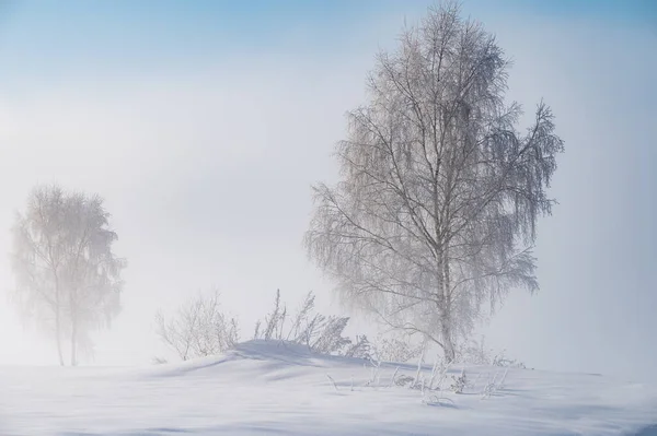 Frostige Winterbirke Mit Raureif Einem Nebligen Morgen — Stockfoto