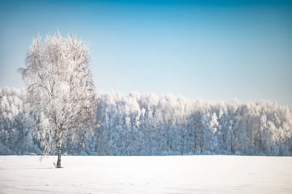 Paisagem Florestal Inverno Dia Gelado Coberto Com Árvores Geada — Fotografia de Stock