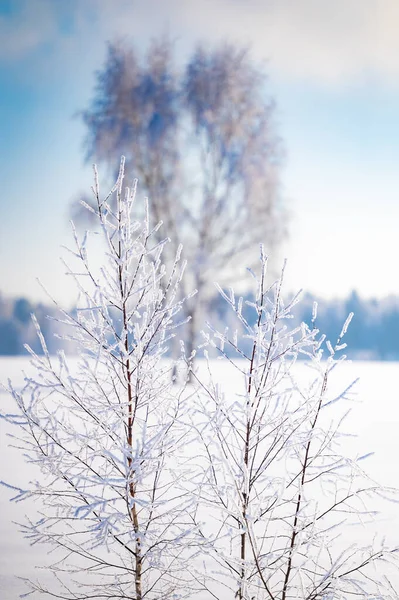 树木都覆盖着一层厚厚的冰 — 图库照片