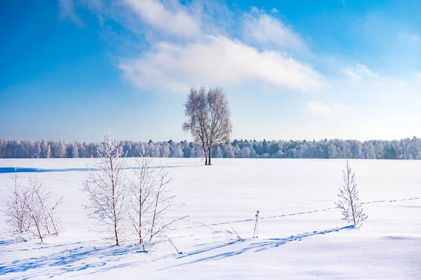 Bomen Zijn Bedekt Met Een Dikke Laag Ijs — Stockfoto