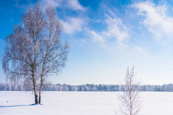 Boslandschap Ijzige Winterdag Bedekt Met Rijm Bomen — Stockfoto
