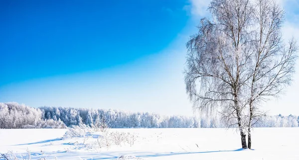 Gli Alberi Sono Ricoperti Uno Spesso Strato Ghiaccio — Foto Stock