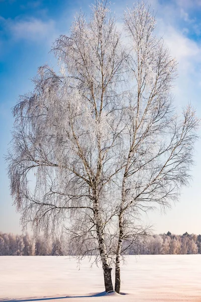 Boslandschap Ijzige Winterdag Bedekt Met Rijm Bomen — Stockfoto