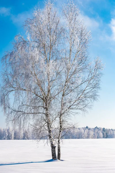 Bomen Zijn Bedekt Met Een Dikke Laag Ijs — Stockfoto