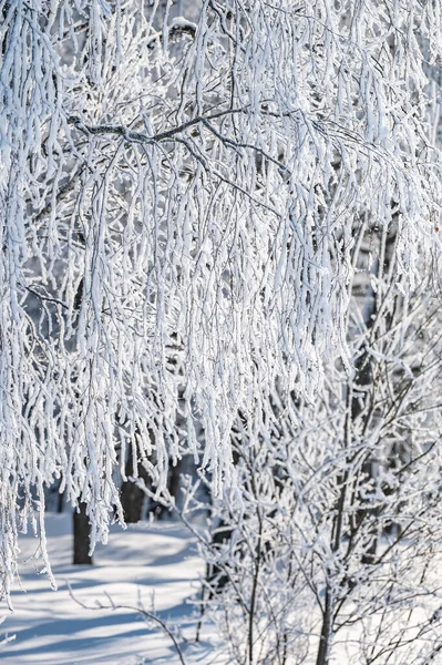Waldlandschaft Winter Frostiger Tag Mit Raureifbäumen Bedeckt — Stockfoto
