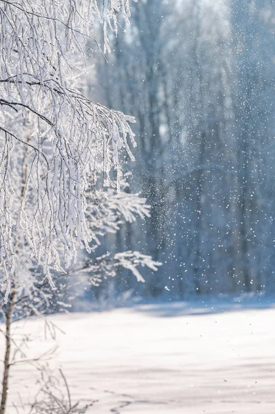 Los Árboles Están Cubiertos Con Una Gruesa Capa Hielo — Foto de Stock