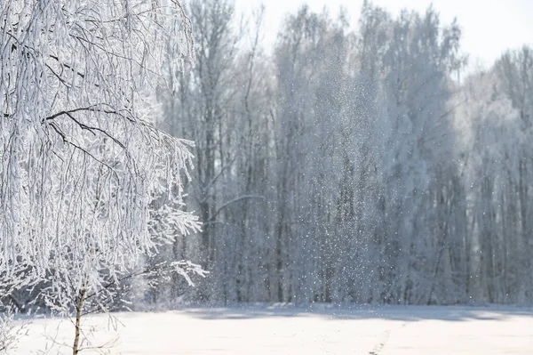 木は氷の厚い層で覆われて — ストック写真