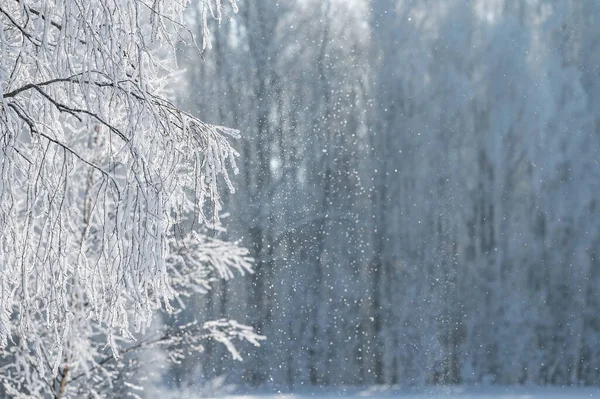 Paisagem Florestal Inverno Dia Gelado Coberto Com Árvores Geada — Fotografia de Stock