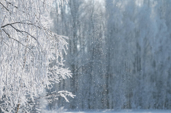 forest landscape in winter frosty day covered with hoarfrost trees