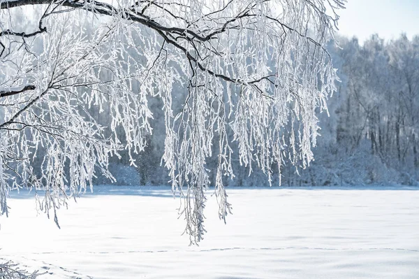 Skogslandskap Frostig Vinterdag Täckt Med Rimfrost Träd — Stockfoto