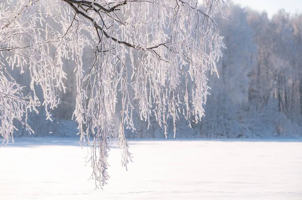 Деревья Покрыты Толстым Слоем Льда — стоковое фото
