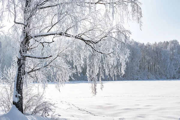 Árvores São Cobertas Com Uma Espessa Camada Gelo — Fotografia de Stock