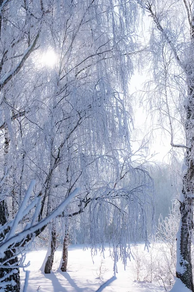 Lesní Krajina Zimě Mrazivý Den Pokryta Stromy Jinovatka — Stock fotografie