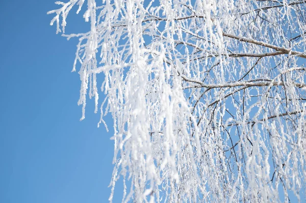 Trees Covered Thick Layer Ice — Stock Photo, Image