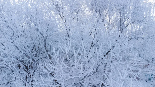 Les Arbres Sont Recouverts Une Épaisse Couche Glace — Photo