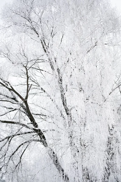 Ağaçlar Buz Kalın Bir Tabaka Ile Kaplı — Stok fotoğraf